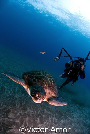Green turtle an diver by Victor Amor 