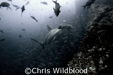 Scalloped hammerhead, Cocos, Christmas Eve 2007. by Chris Wildblood 