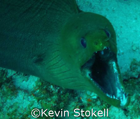 Angry 7ft. Green Moray. Picture taken off the east point ... by Kevin Stokell 