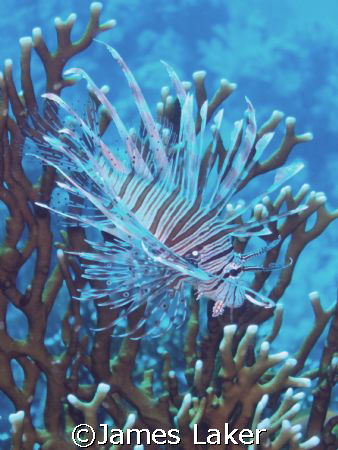 Lionfish in Sharm by James Laker 