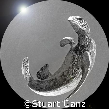 I call this one "Honu sphere" by Stuart Ganz 