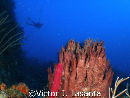 deep view [120'] and the diver at 70', in falling rock di... by Victor J. Lasanta 
