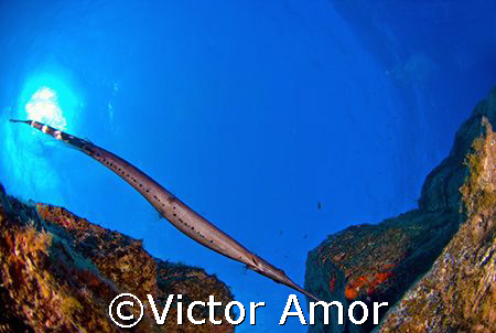 Trumpet fish by Victor Amor 