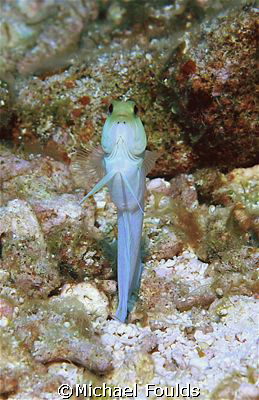 jawfish; took a long time to come out by Michael Foulds 