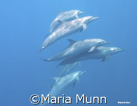 These pan tropical spotted dophins are residents in the O... by Maria Munn 