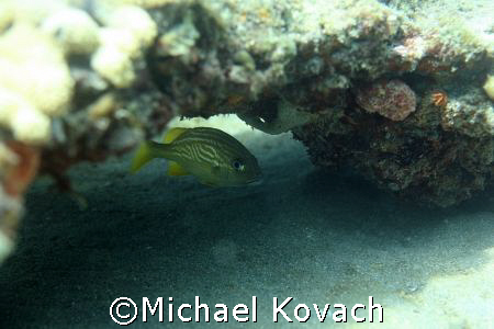 French Grunt under ledge at Lauderdale by the Sea by Michael Kovach 