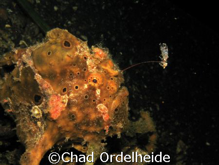 Frogfish dangling his bait in Lembeh Straight. Canon a640 by Chad Ordelheide 