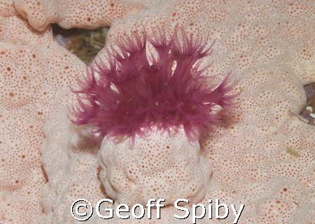 soft coral growing out of sponge- looking like a flower a... by Geoff Spiby 