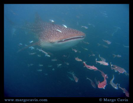Whale Shark Ahead. Whale shark in the Seychelles - island... by Margo Cavis 