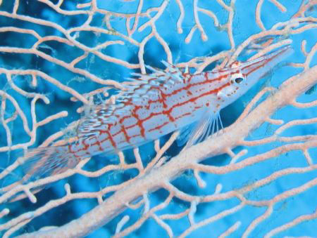 Longnose hawkfish, taken with a Canon G7 in Dahab by Dominique Schuelin 