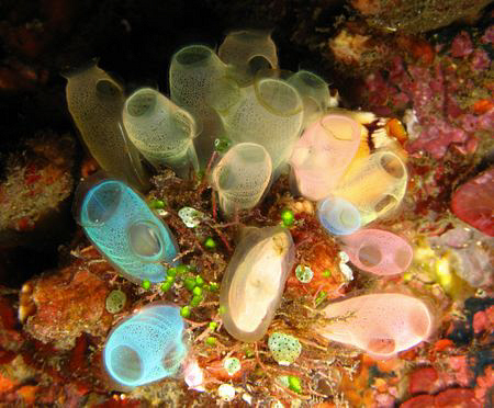 tunicates with all their amazing color by Christine Huffard 
