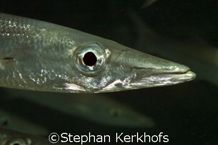 Yellowtail barracuda (Sphyraena flavicauda) taken is shal... by Stephan Kerkhofs 