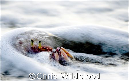 Ghost Crab in the surf. by Chris Wildblood 
