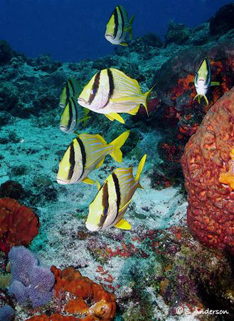 Porkfish!!!! One of my favorite fish to photograph. Swimm... by Steven Anderson 
