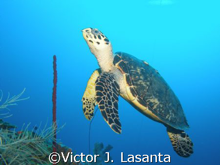 nice turtle at two for you dive site in parguera area....... by Victor J. Lasanta 