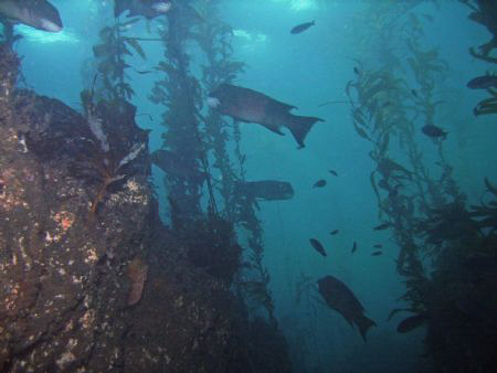 Diving in the reserve off Anacapa is strikingly different... by Wendy Mitchell 