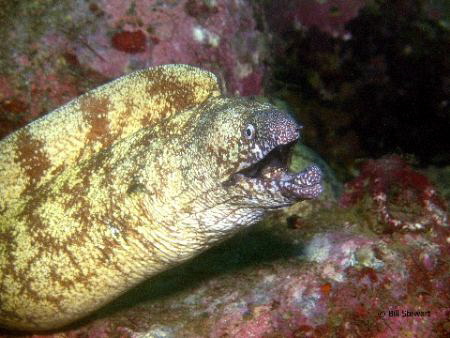 "Up Close and Personal"  Moray Eel photographed off Ita B... by Bill Stewart 