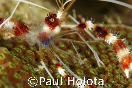 A Banded Coral shrimp's well armored body protects it fro... by Paul Holota 