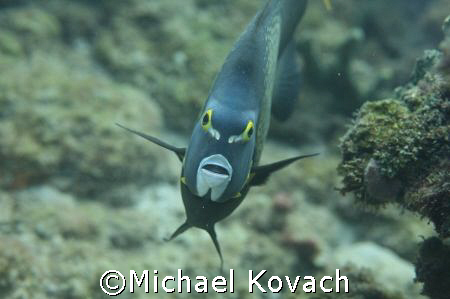 Angel fish at the inside reef at Lauderdale by the Sea by Michael Kovach 