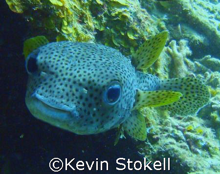 This Porcupine fish got a little prickly as I got close. ... by Kevin Stokell 