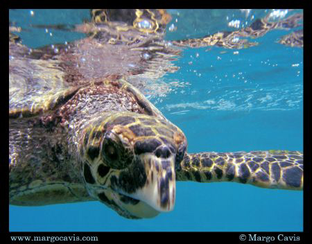Juvenile Hawksbill Sea Turtle at the surface - at a tiny ... by Margo Cavis 