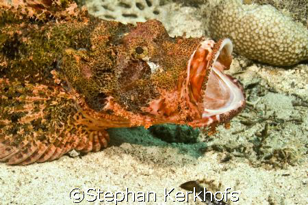Smallscale scorpionfish (Scorpaenopsis oxycephala) taken ... by Stephan Kerkhofs 