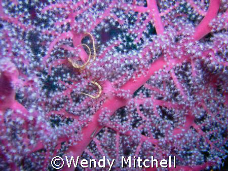 Knotted fan coral with brittle star and tiny fish by Wendy Mitchell 