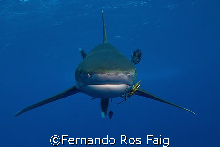 Carcharhinus longimanus in Little Brother, take with a Ni... by Fernando Ros Faig 