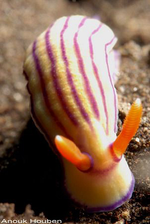 Hypselodoris maridadilus.Picture taken at Tulamben, North... by Anouk Houben 