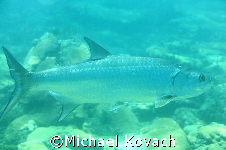 Tarpon on the inside reef at Lauderdale by the Sea by Michael Kovach 