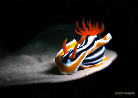 Nude pose or pose nude?  Sunset dive when I saw this nudi... by Larry Medenilla 