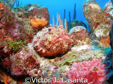 scorpion fish at mermaid point dive site at parguera wall... by Victor J. Lasanta 