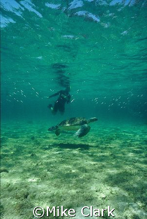 Turtle and diver, startling school of fish.
Nikonos v , ... by Mike Clark 