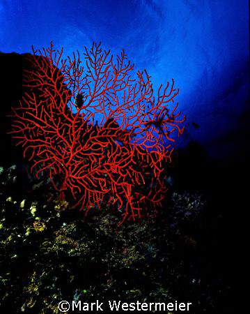 Red Reef - Image talen in Northern Fiji Islands with a Ni... by Mark Westermeier 