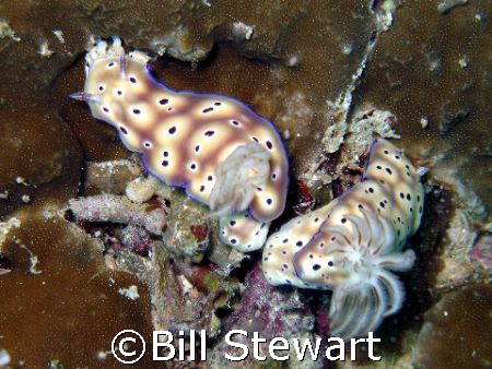 "Hey Baby!"   Two nudibranchs carrying on a flirtation ;-... by Bill Stewart 