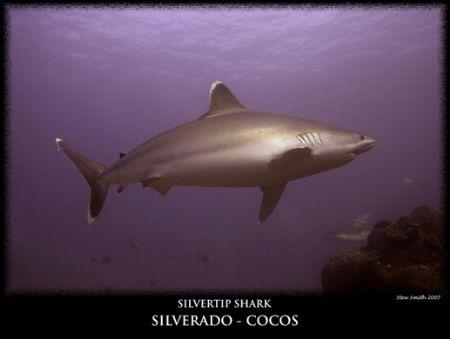 a huge 3 metre silvertip
10-22mm canon, no strobes by Stewart Smith 