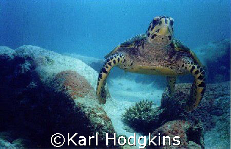 Seychelles Turtle Shells.
This inquisetive turtle was he... by Karl Hodgkins 