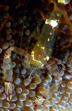 Commensal shrimp, Periclimenes sp. Picture taken at Amed,... by Anouk Houben 