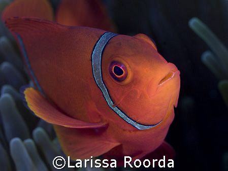 I never tire of Clown Fish.  It's hard to pass one up whi... by Larissa Roorda 