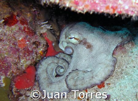 Octopus. Mona Island,  Puerto Rico. by Juan Torres 