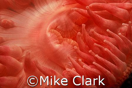 Bright red Dahlia Anemone. Vis 1 metre!
went in close fo... by Mike Clark 