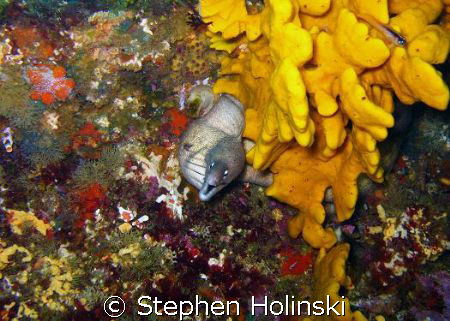 Moray and Sponge on top of the Rainbow Warrior wreck in N... by Stephen Holinski 