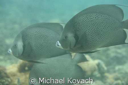 Angel fish on the inside reef at Lauderdale by the Sea by Michael Kovach 