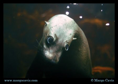 Fur Seal underwater in Tasmania, Australia by Margo Cavis 