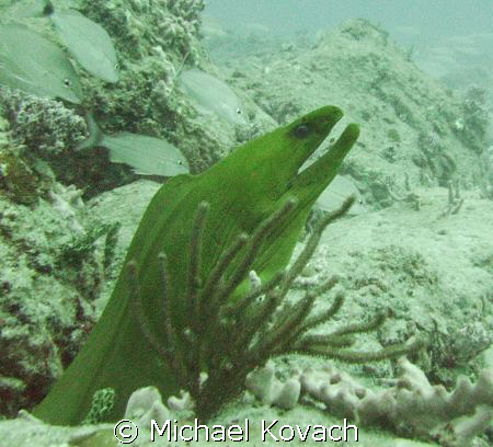 Green Moray Eel in the rock pile to the SE of the wreck o... by Michael Kovach 