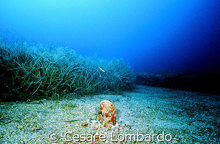 Pantelleria
Pinna Nobilis
Marine Life
Wide Angle by Cesare Lombardo 
