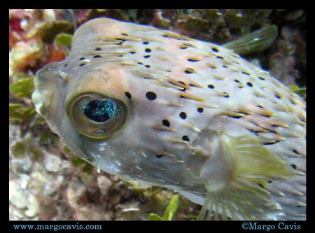 Porcupine fish in Jamaica. (Porcupinefish, blowfish, ball... by Margo Cavis 