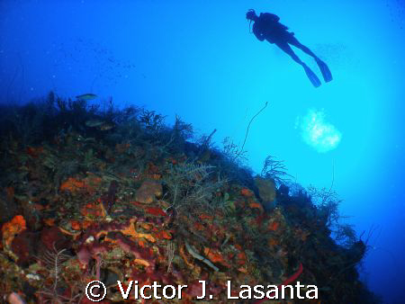  deep view in the G point dive site in parguera area,,,,c... by Victor J. Lasanta 