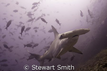 hammerhead shark 10-22mm - Alcyone Cocos by Stewart Smith 