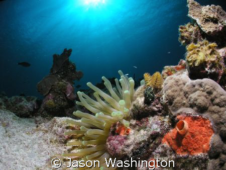 Turtle Reef "Sun Divers shore dive"  by Jason Washington 